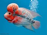 Flower Horn Fish Images