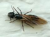 Pictures of What Do Carpenter Ants Look Like