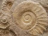 Images Of Fossils Pictures