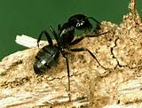 Pictures of Carpenter Ant Control