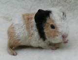 Images of Good Rodent Pets