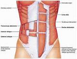 Pictures of Names Of Pelvic Floor Muscles