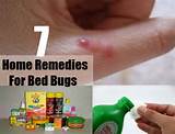 Organic Treatment For Bed Bugs Pictures