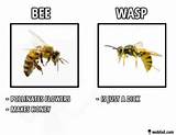Pictures of Wasp Vs Bee