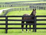 Paddock Fencing For Horses