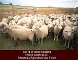 Sheep Production And Management Images