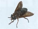 Deer Fly Control Home Remedies Pictures