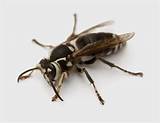 Photos of Wasp Exterminator Calgary