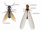 Difference Between Carpenter Ants And Termites