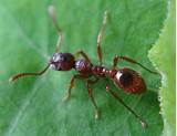 Pictures of European Fire Ants