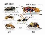 Carpenter Ants Lower Classifications Pictures