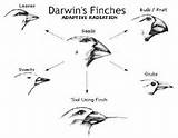 Images of Variation In Darwins Theory Of Evolution