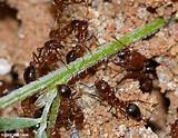 North Carolina Fire Ants Images
