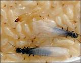 Pictures of Subterranean Termites Pictures