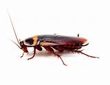 Cockroach Control Glasgow