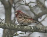 Ohio House Finch Pictures
