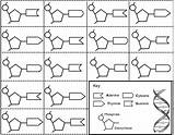 Dna Activities For High School Photos