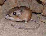 What Is A Kangaroo Rat Pictures