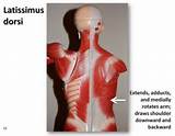 Latissimus Dorsi Muscle Exercises