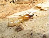 Western Termite Control Pictures