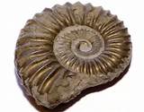 Are Fossils Common Photos