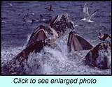 Monterey California Whale Watching Season Images