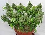 What Does The Marijuana Plant Look Like Photos