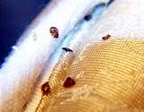 Bedbugs In Hotels Images