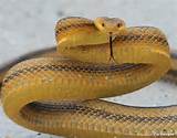 Yellow Rat Snake Pictures