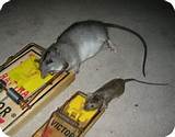 Photos of Rat Poison Jacksonville Fl