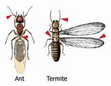 Termite Vs Ant Size Photos