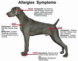 Medication For Dog Skin Allergies Photos