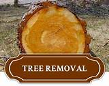 Pictures of West Michigan Tree Services Reviews