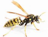 How To Control Wasp