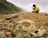 Images of Jurassic Coast Fossils Hunting