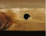 Carpenter Bee Damage Pictures Pictures