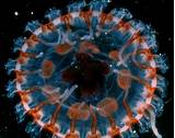 Burglar Alarm Jellyfish Images
