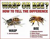 Images of Wasp Removal Kelowna