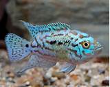 Images of Electric Pink Jack Dempsey For Sale