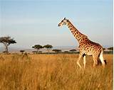 South Africa Safari Vacation Packages