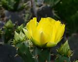 Images of Cactus Flower San Antonio