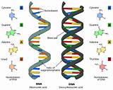 Where Can Dna Be Found Images