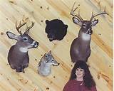 Images of Best Taxidermy School