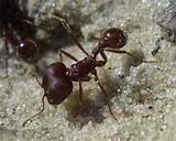 Pictures of White Ants Florida