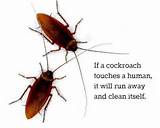 Images of Cockroach Quotes Funny