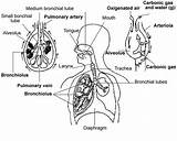 What Do Doctors Prescribe For Bronchitis