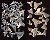 Common Fossils Pictures