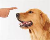 Images of Dog Training Tips