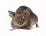 Pest Control Mice Photos