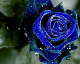 Blue Rose Flower Images Pictures
